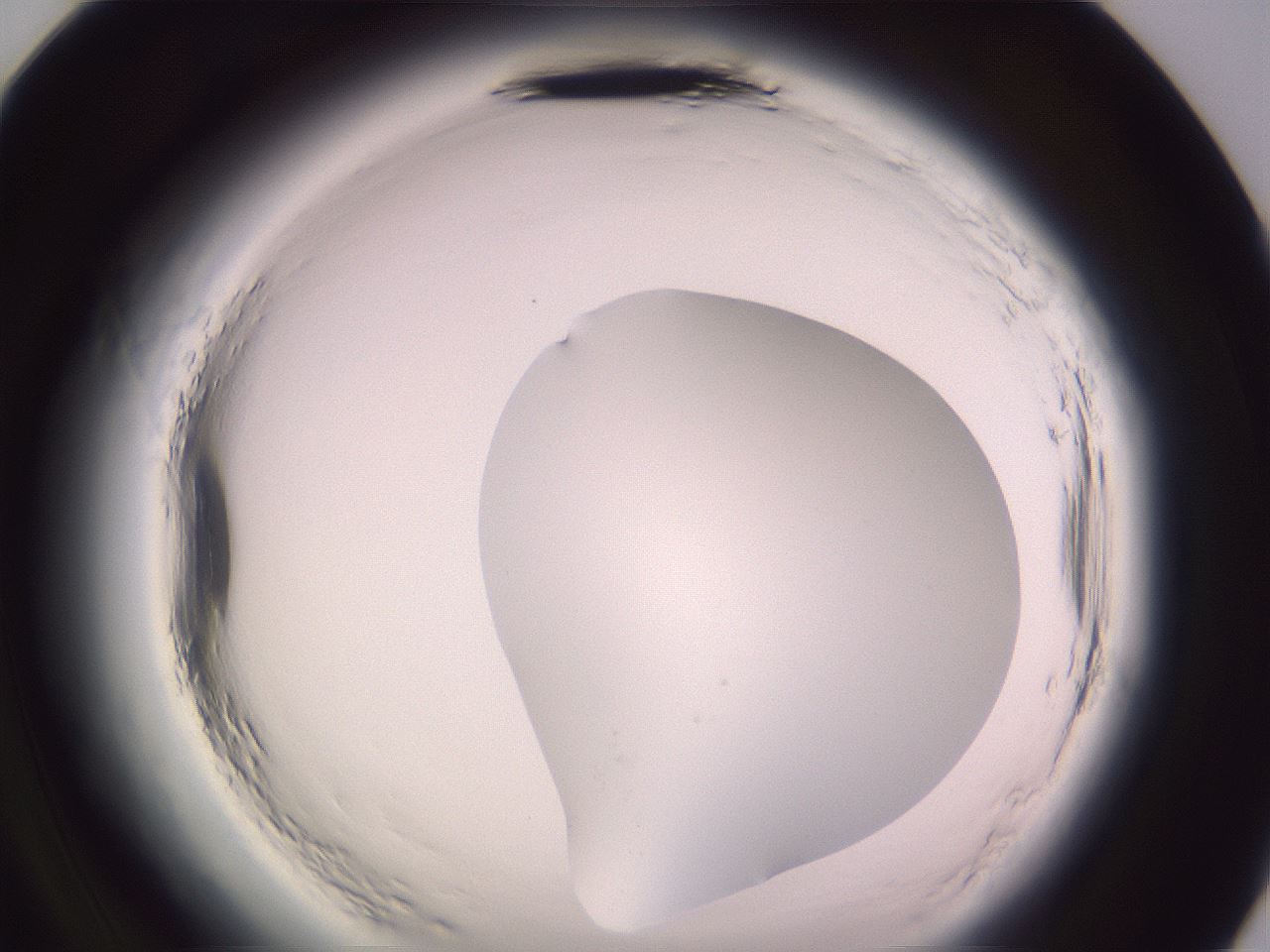 folderID600_plateID2600_batchID13161_wellNum96_profileID1_d2_r199015_ef.jpg