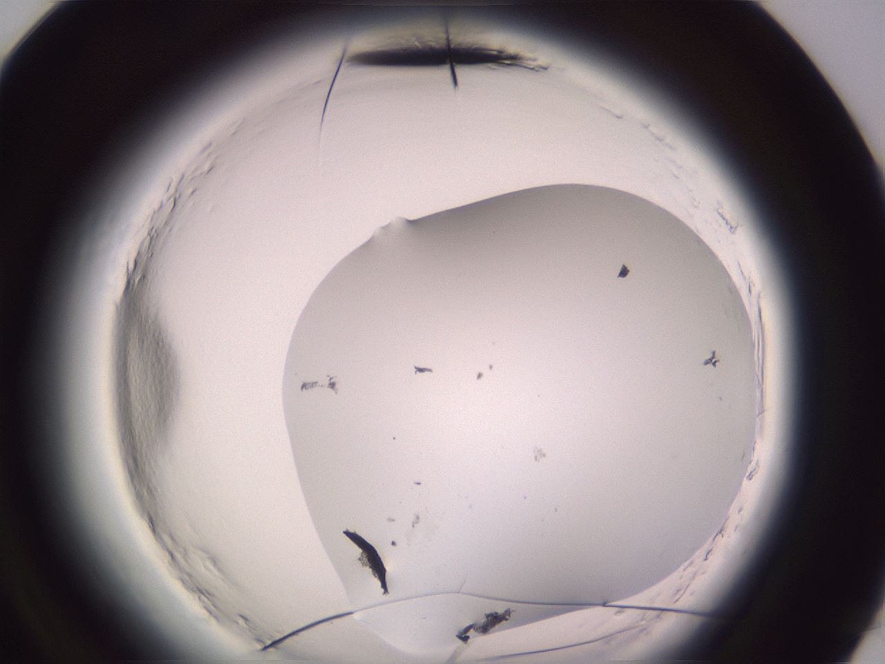 folderID600_plateID2600_batchID13161_wellNum96_profileID1_d3_r199016_ef.jpg