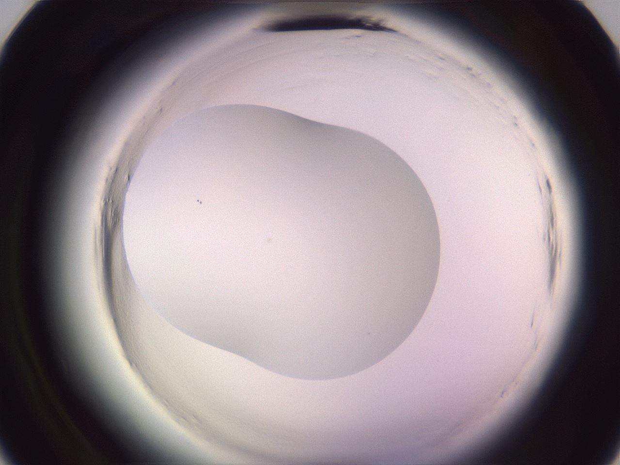 folderID600_plateID2600_batchID13161_wellNum9_profileID1_d2_r198754_ef.jpg