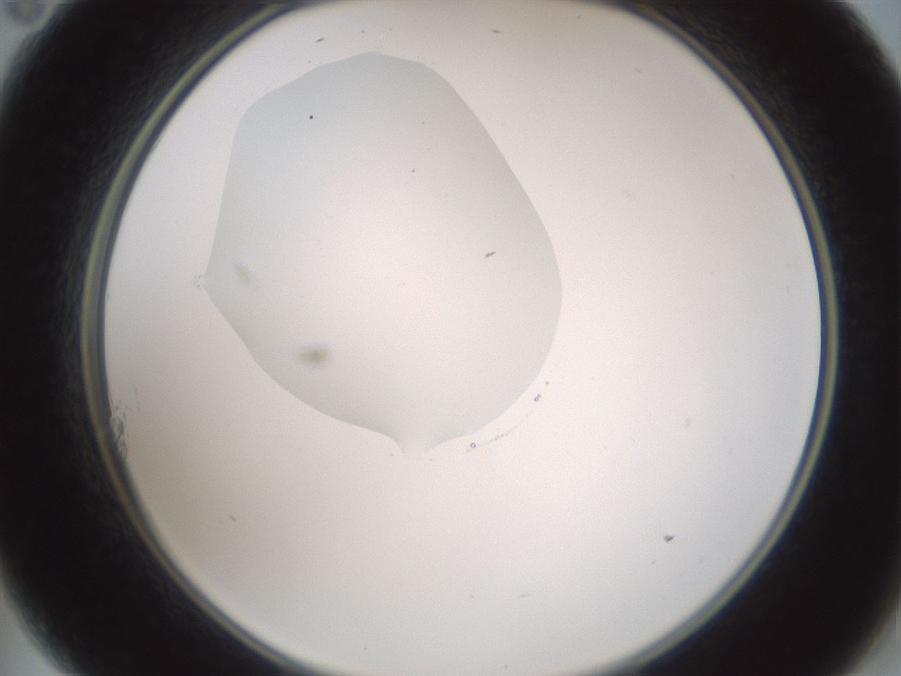folderID601_plateID1601_batchID6734_wellNum11_profileID1_d2_r107145_ef.jpg