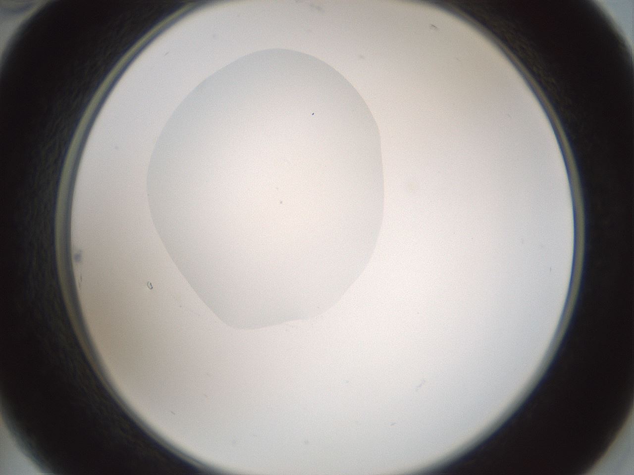 folderID601_plateID1601_batchID6734_wellNum22_profileID1_d2_r107167_ef.jpg