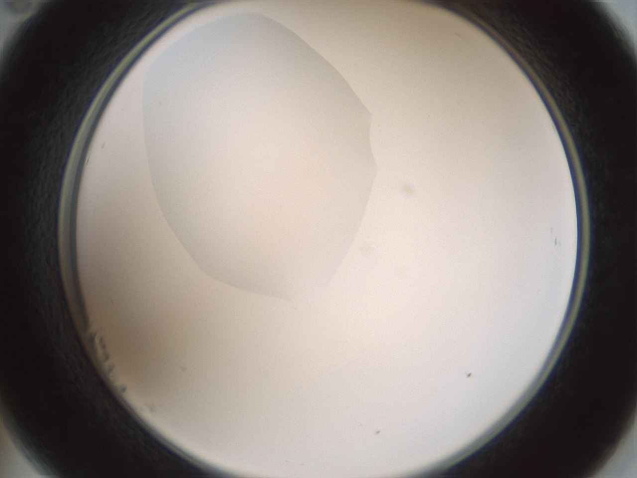 folderID601_plateID1601_batchID6734_wellNum23_profileID1_d2_r107169_ef.jpg