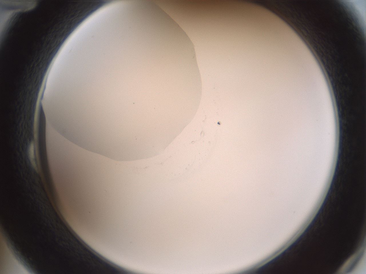 folderID601_plateID1601_batchID6734_wellNum24_profileID1_d2_r107171_ef.jpg