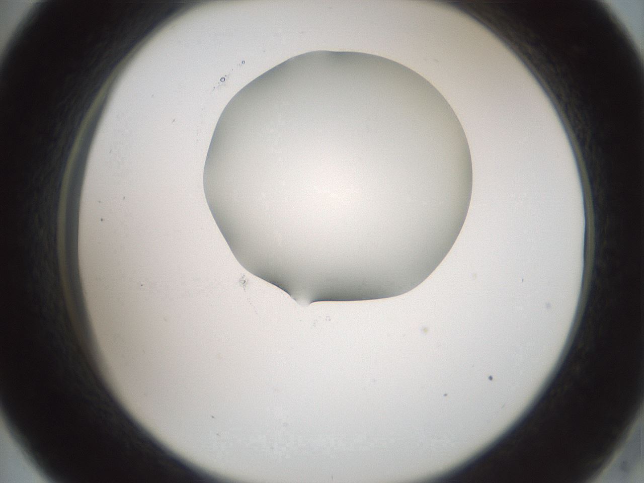 folderID601_plateID1601_batchID6734_wellNum33_profileID1_d2_r107189_ef.jpg