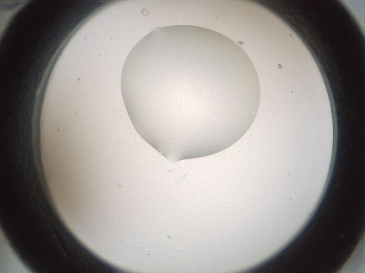 folderID601_plateID1601_batchID6734_wellNum34_profileID1_d2_r107191_ef.jpg