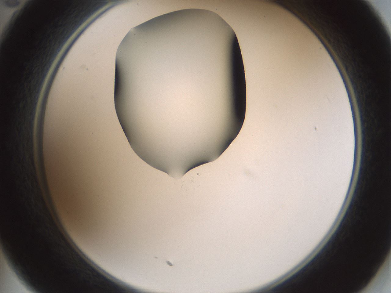 folderID601_plateID1601_batchID6734_wellNum35_profileID1_d2_r107193_ef.jpg