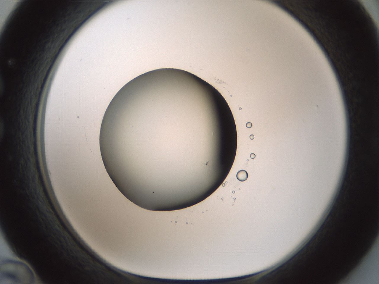 folderID601_plateID1601_batchID6734_wellNum36_profileID1_d1_r107194_ef.jpg