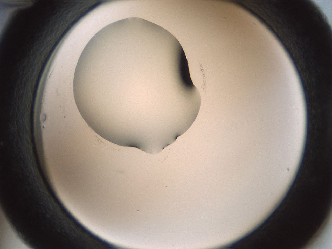 folderID601_plateID1601_batchID6734_wellNum36_profileID1_d2_r107195_ef.jpg