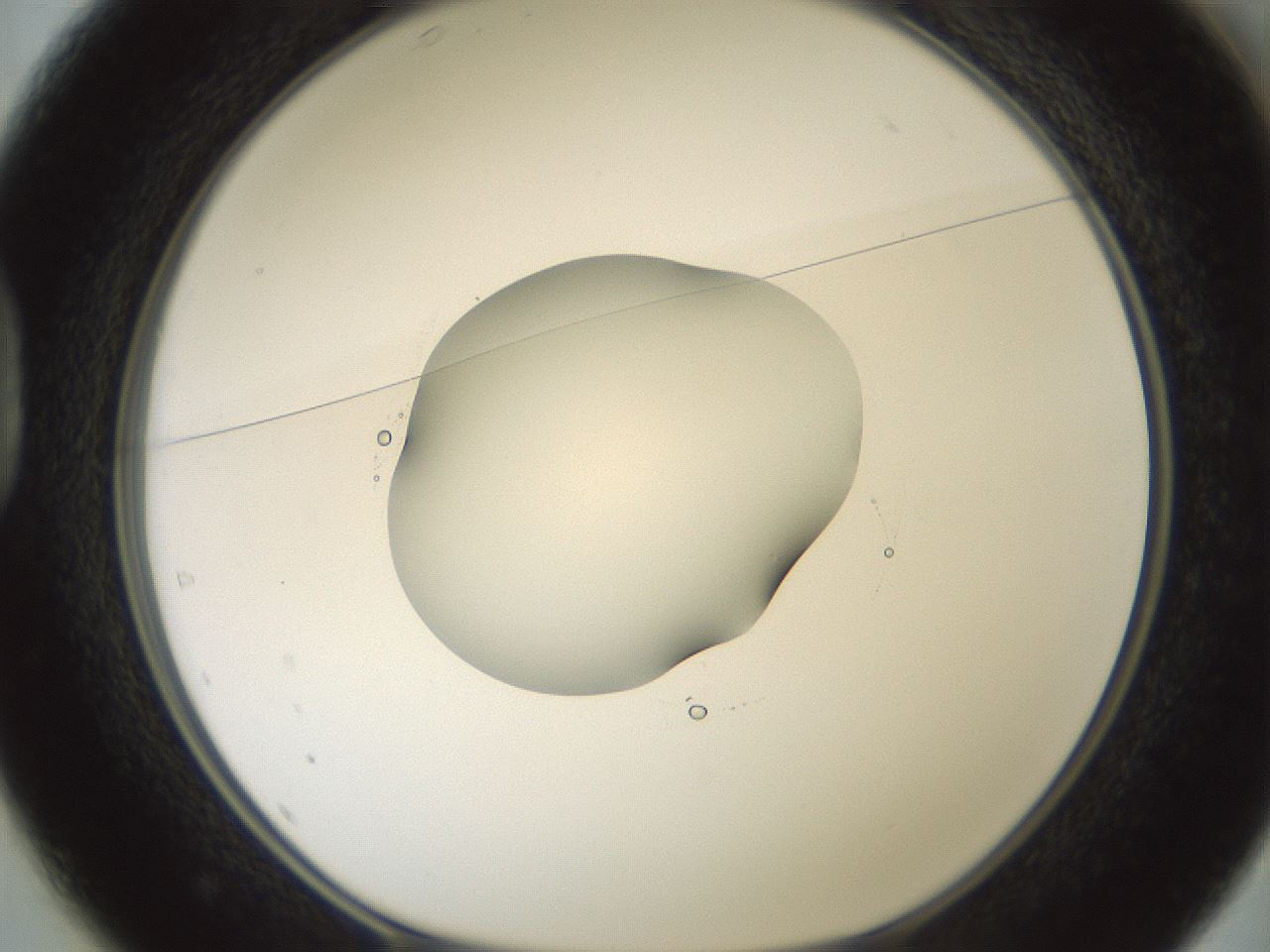 folderID601_plateID1601_batchID6734_wellNum37_profileID1_d1_r107196_ef.jpg
