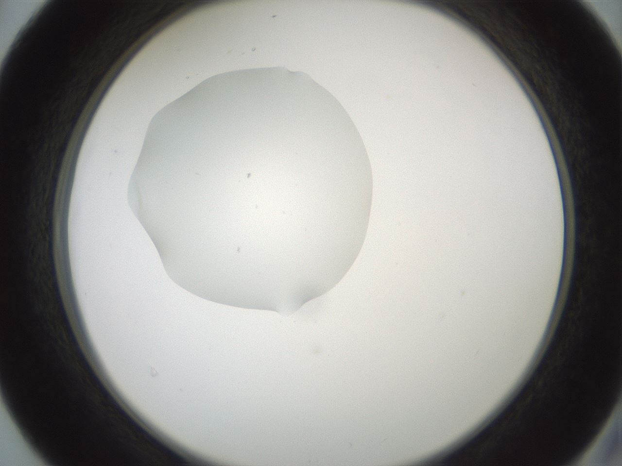 folderID601_plateID1601_batchID6734_wellNum40_profileID1_d2_r107203_ef.jpg