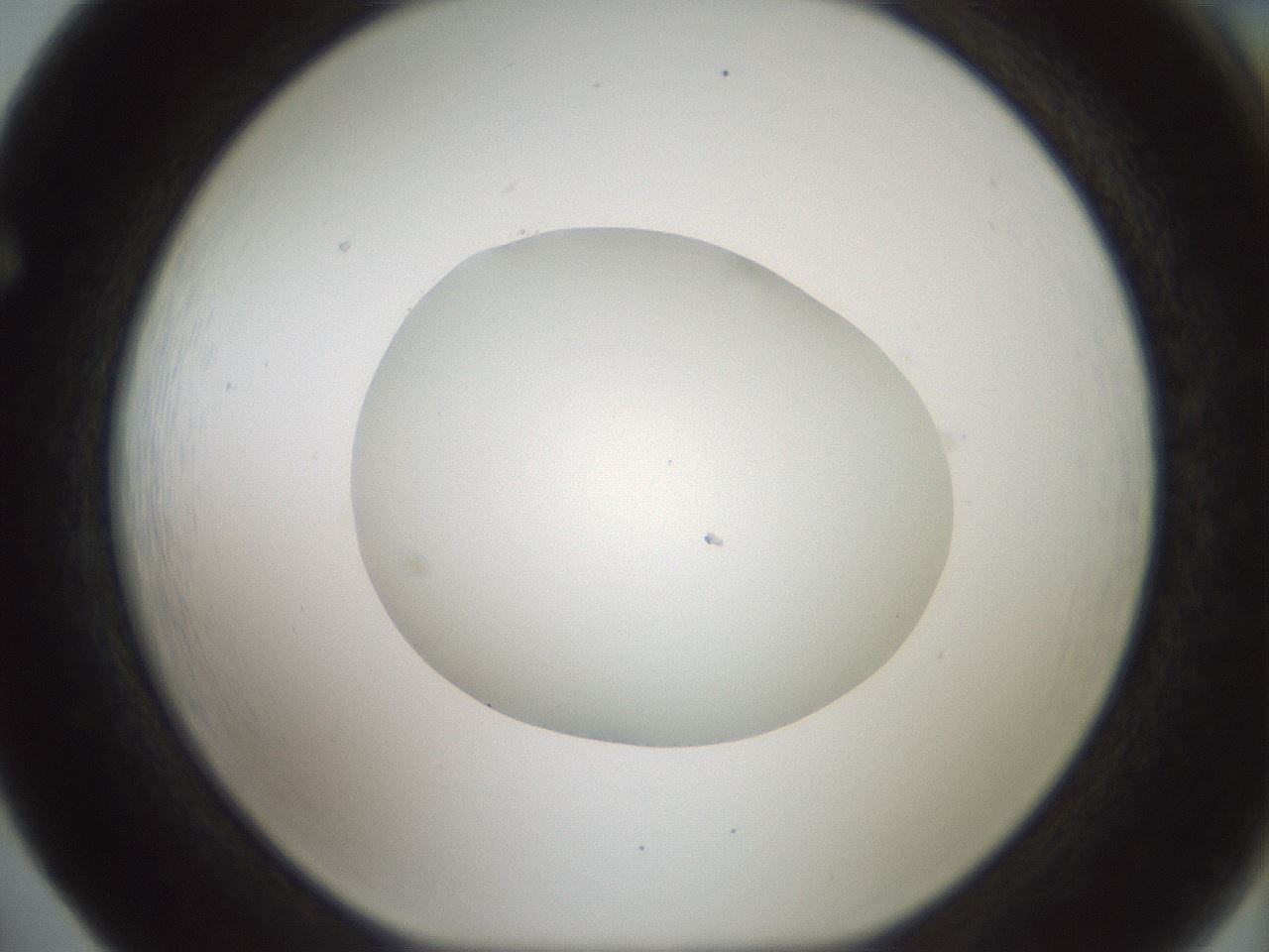 folderID601_plateID1601_batchID6734_wellNum65_profileID1_d1_r107252_ef.jpg