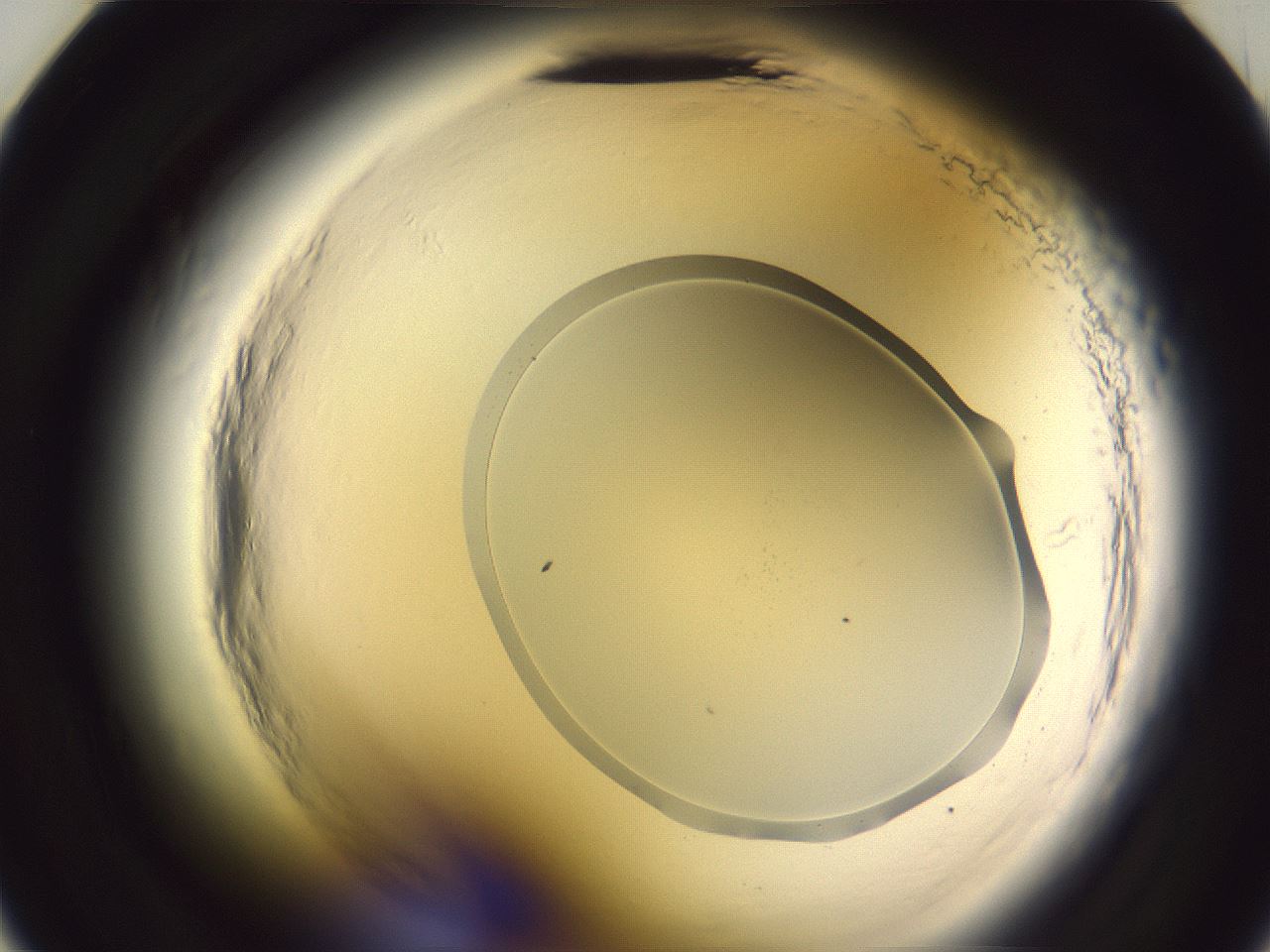 folderID601_plateID2601_batchID13164_wellNum23_profileID1_d2_r199660_ef.jpg
