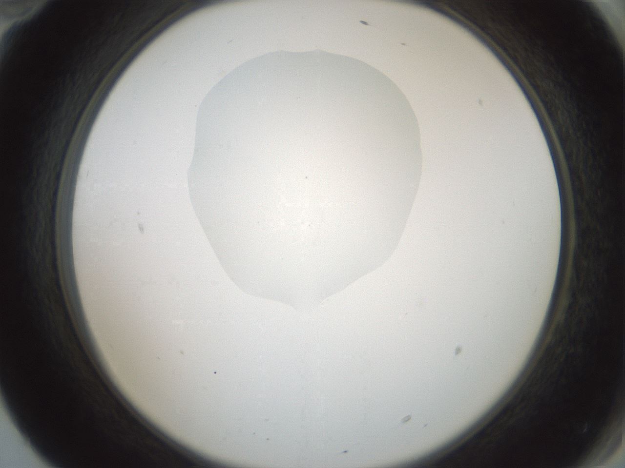 folderID601_plateID1601_batchID6734_wellNum70_profileID1_d2_r107263_ef.jpg