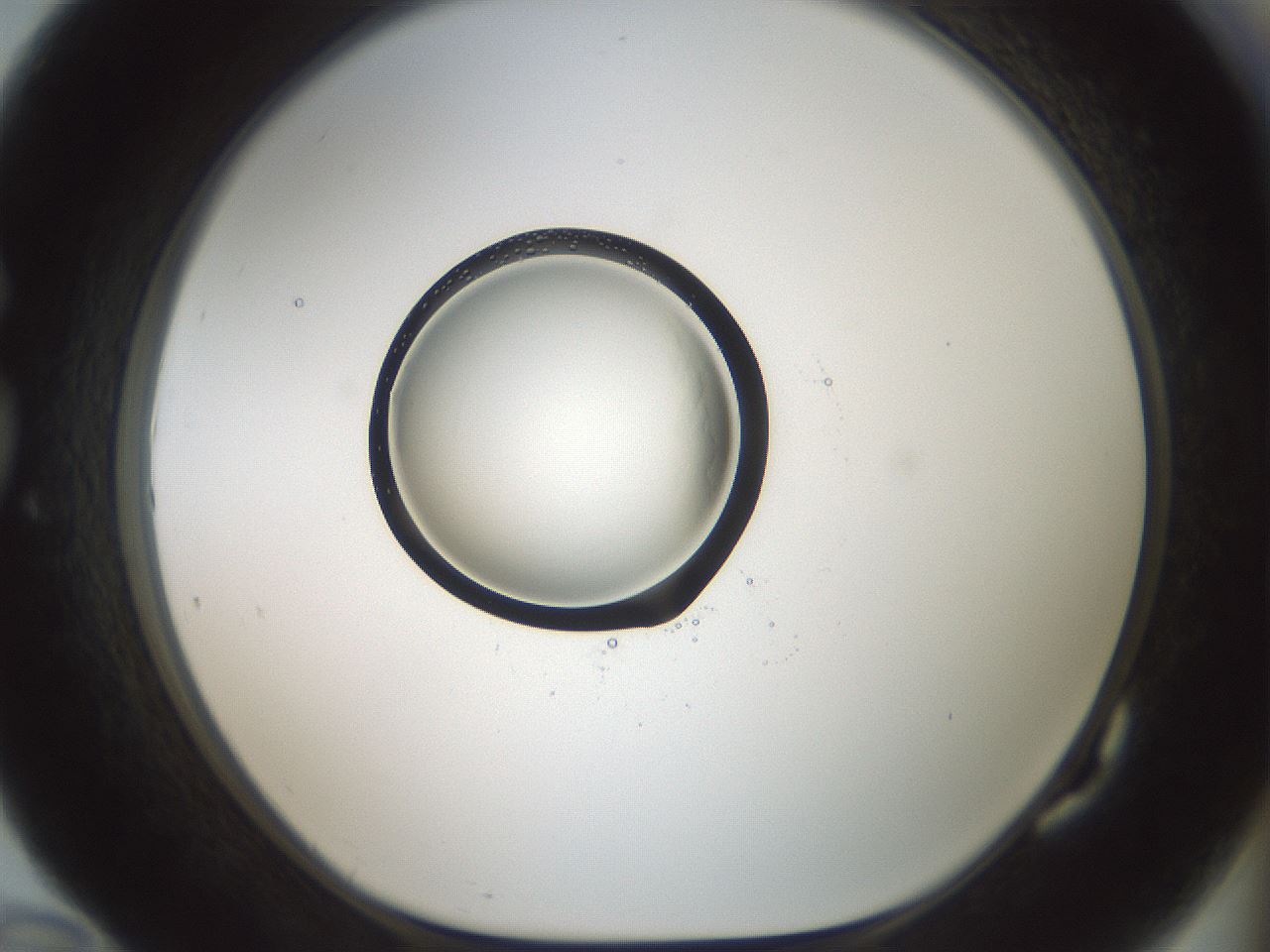 folderID601_plateID1601_batchID6734_wellNum82_profileID1_d1_r107286_ef.jpg
