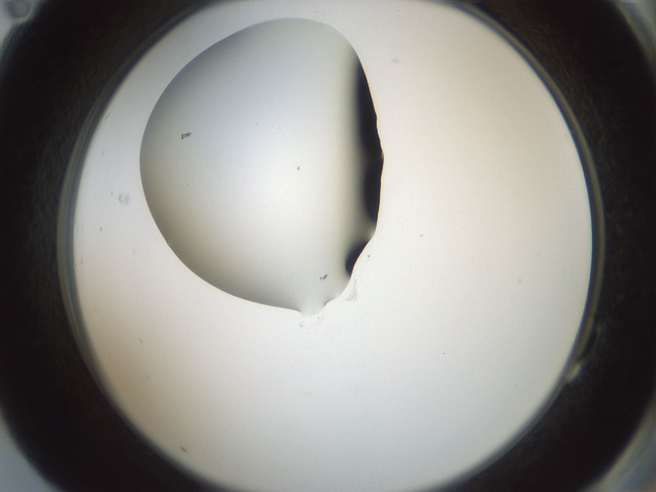 folderID601_plateID1601_batchID6734_wellNum83_profileID1_d2_r107289_ef.jpg