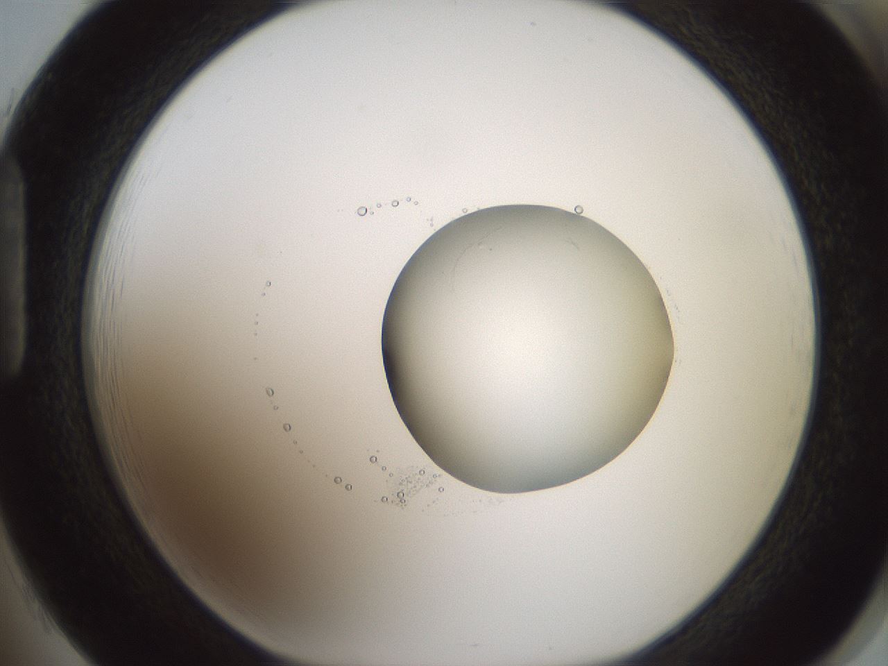 folderID601_plateID1601_batchID6734_wellNum85_profileID1_d1_r107292_ef.jpg