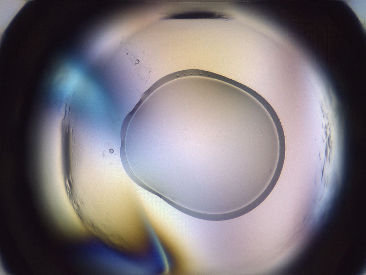 folderID601_plateID2601_batchID13164_wellNum10_profileID1_d2_r199621_ef.jpg