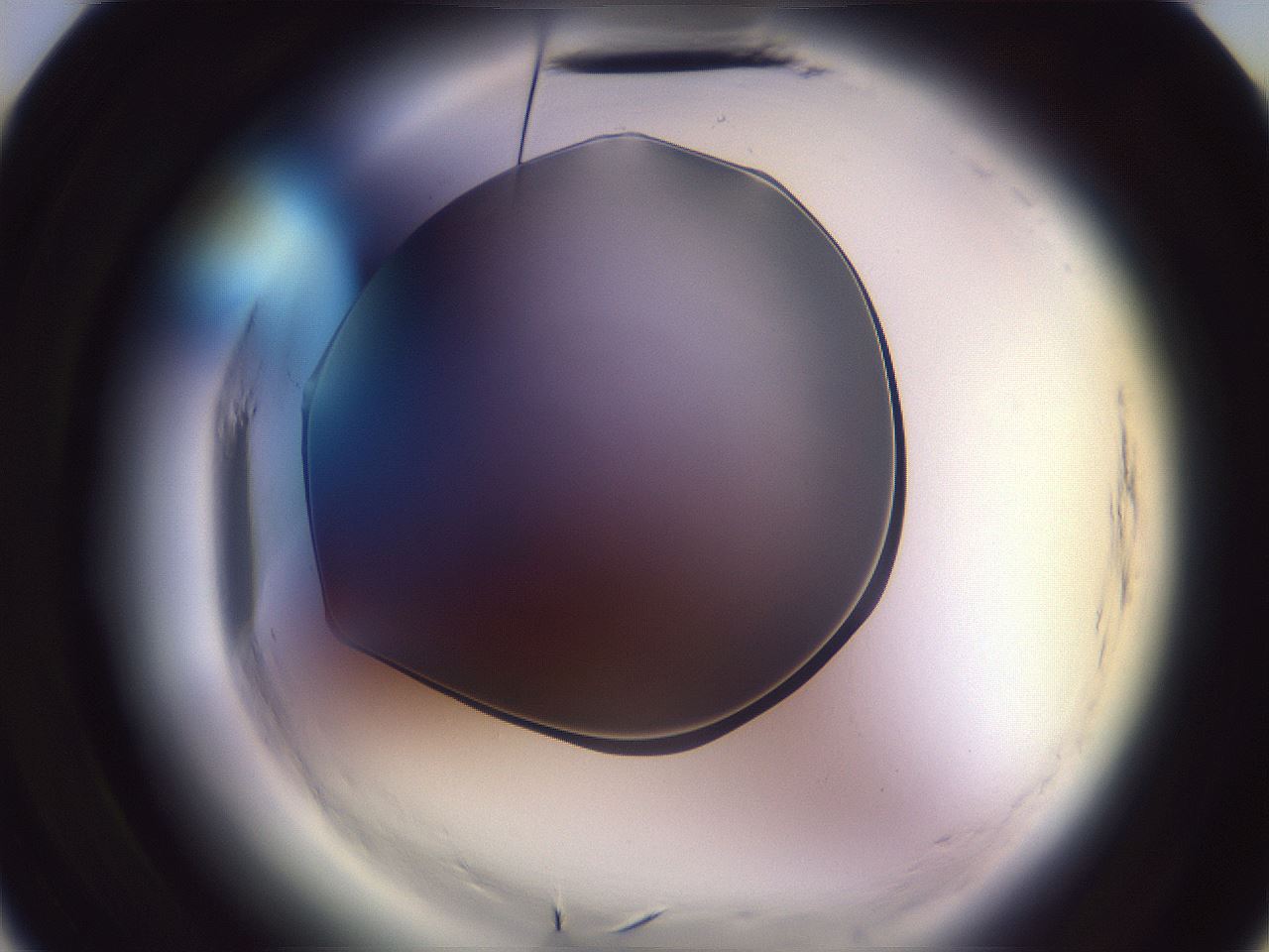 folderID601_plateID2601_batchID13164_wellNum10_profileID1_d3_r199622_ef.jpg