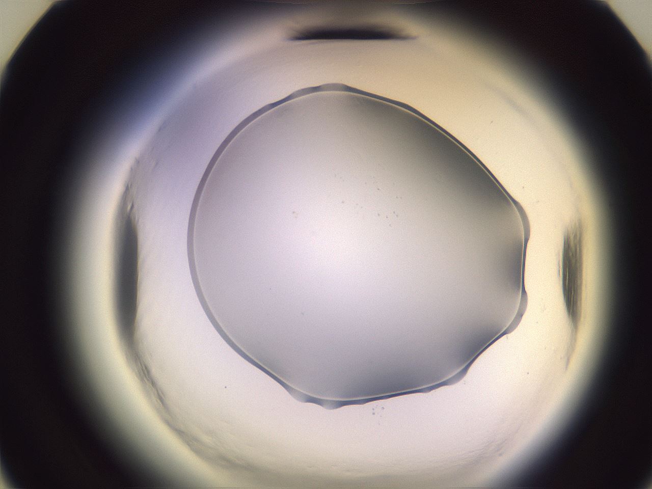 folderID601_plateID2601_batchID13164_wellNum12_profileID1_d3_r199628_ef.jpg