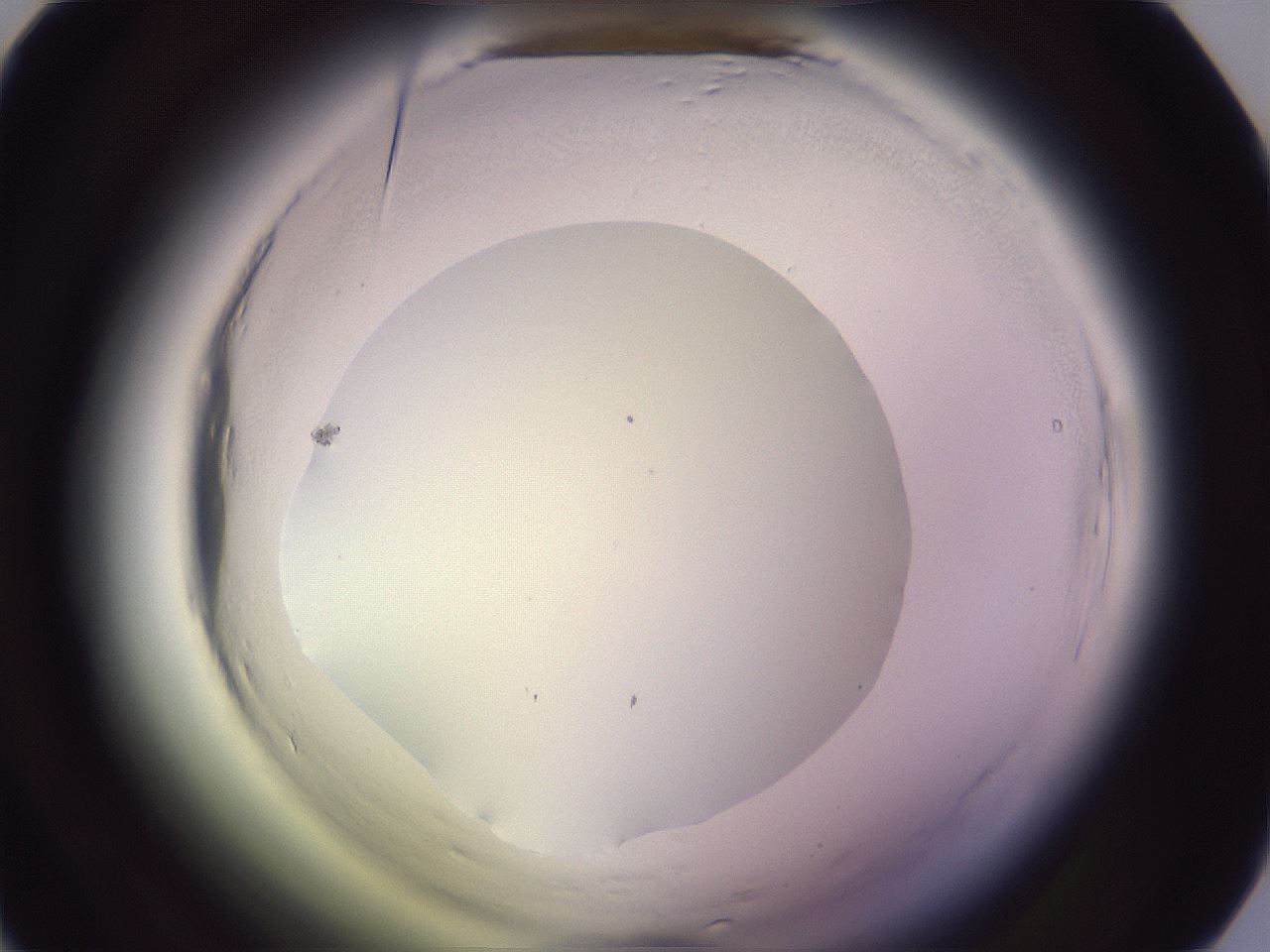 folderID601_plateID2601_batchID13164_wellNum26_profileID1_d1_r199668_ef.jpg