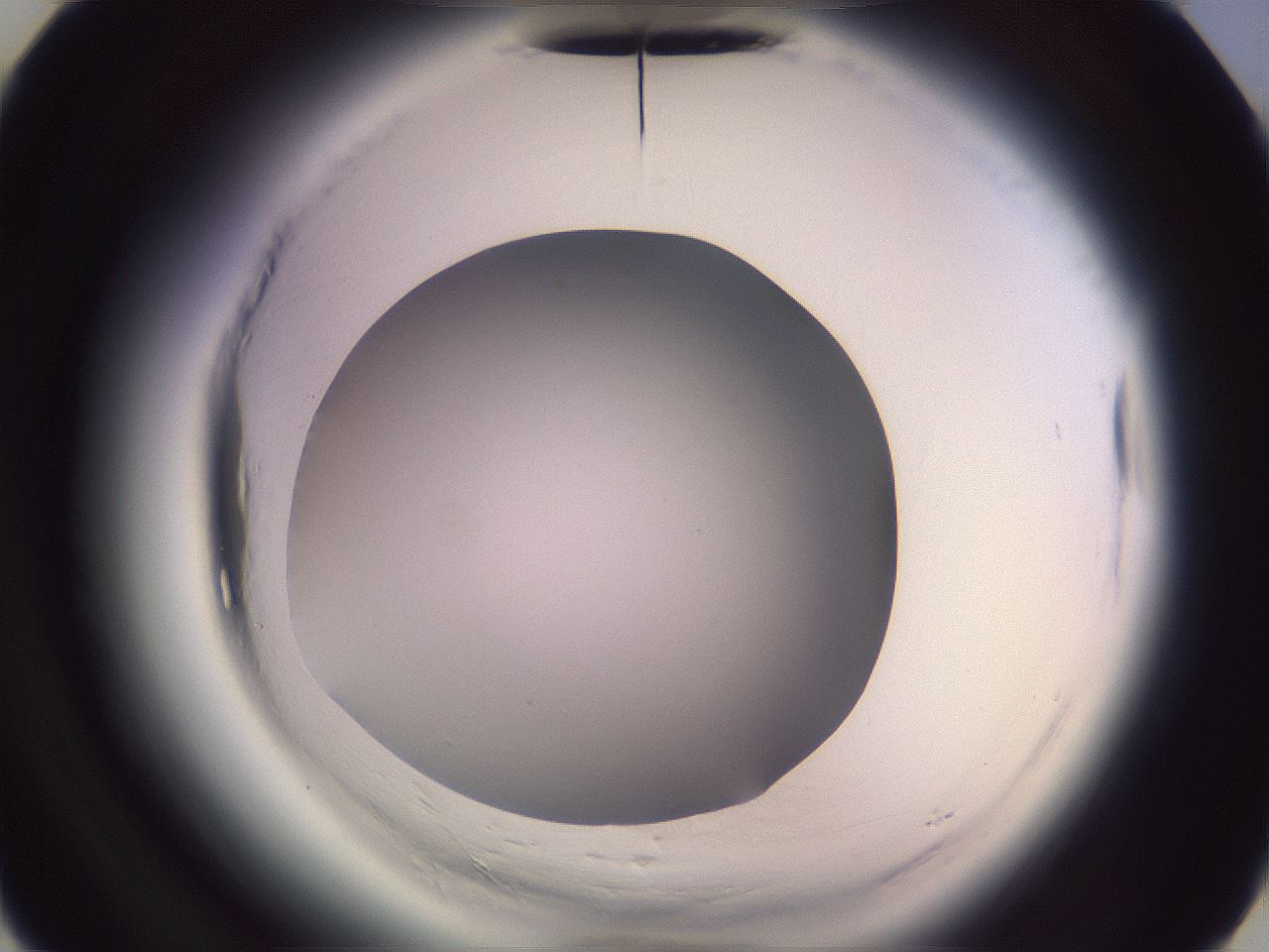 folderID601_plateID2601_batchID13164_wellNum26_profileID1_d3_r199670_ef.jpg