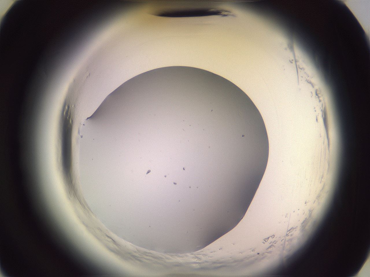 folderID601_plateID2601_batchID13164_wellNum27_profileID1_d3_r199673_ef.jpg