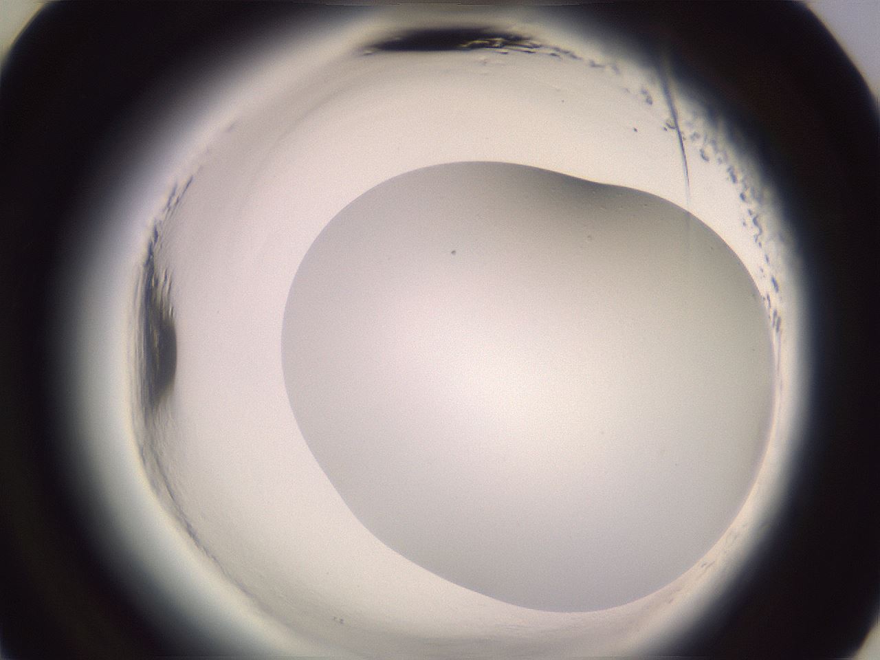 folderID601_plateID2601_batchID13164_wellNum33_profileID1_d3_r199691_ef.jpg