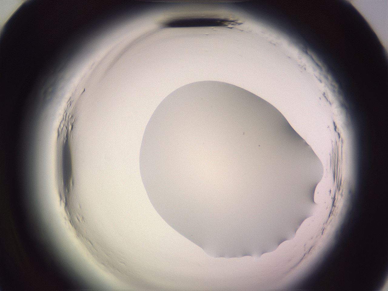 folderID601_plateID2601_batchID13164_wellNum58_profileID1_d2_r199765_ef.jpg