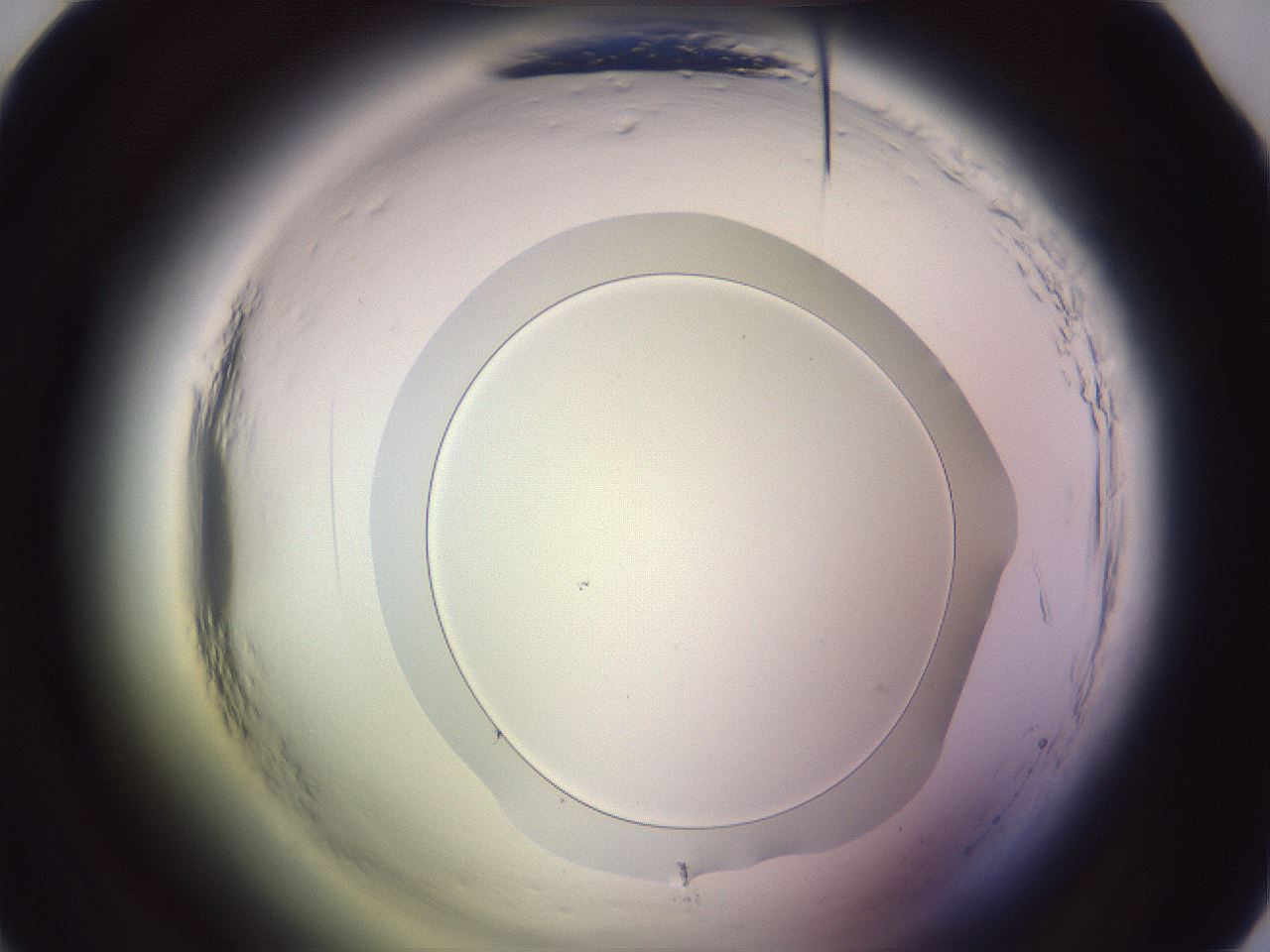 folderID601_plateID2601_batchID13164_wellNum34_profileID1_d1_r199692_ef.jpg