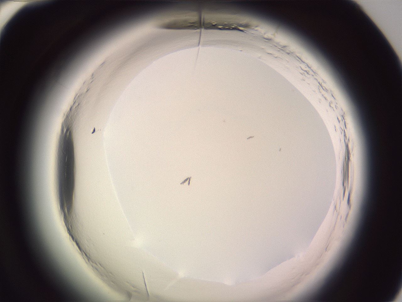 folderID601_plateID2601_batchID13164_wellNum60_profileID1_d1_r199770_ef.jpg