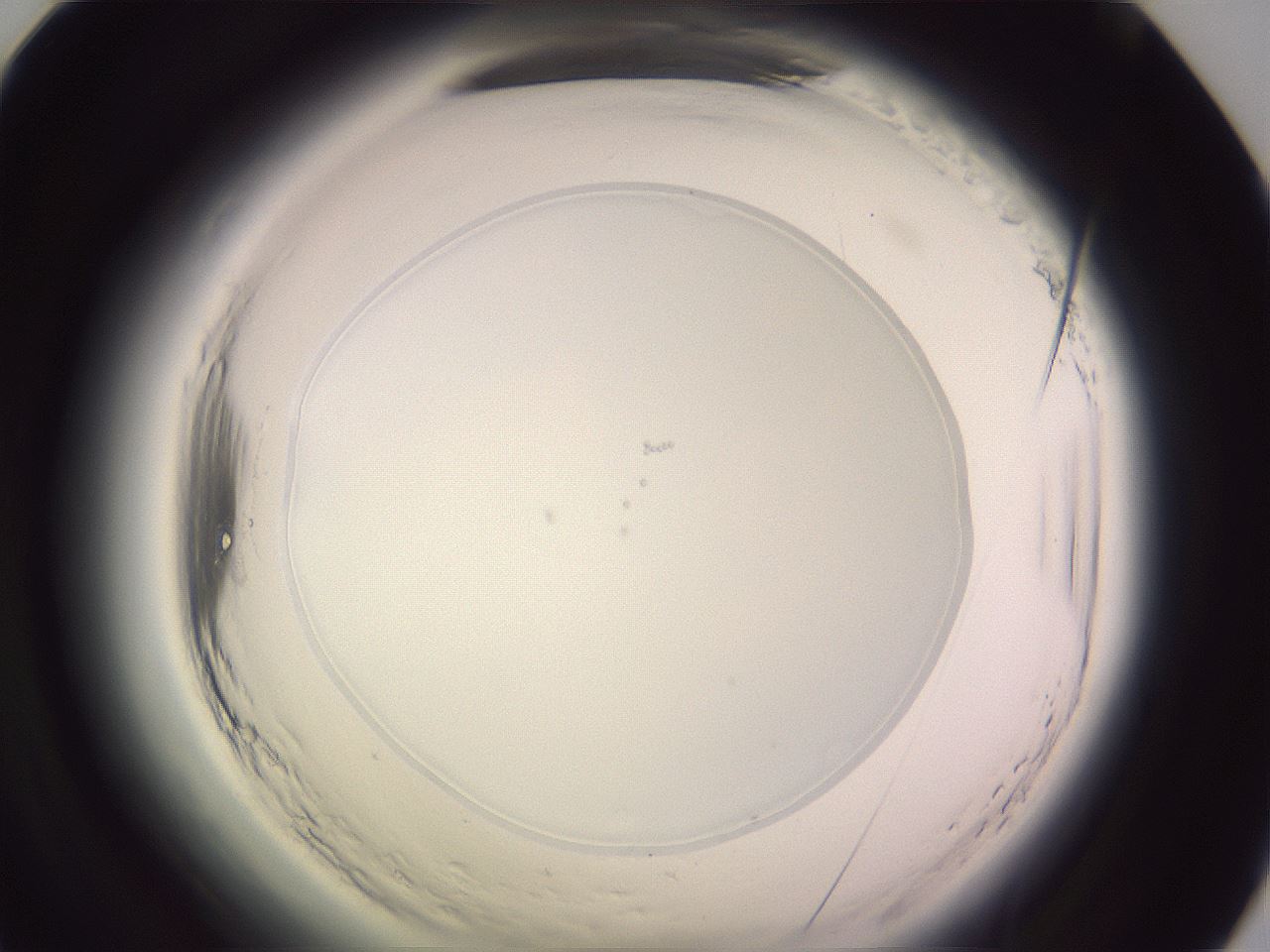 folderID601_plateID2601_batchID13164_wellNum67_profileID1_d1_r199791_ef.jpg