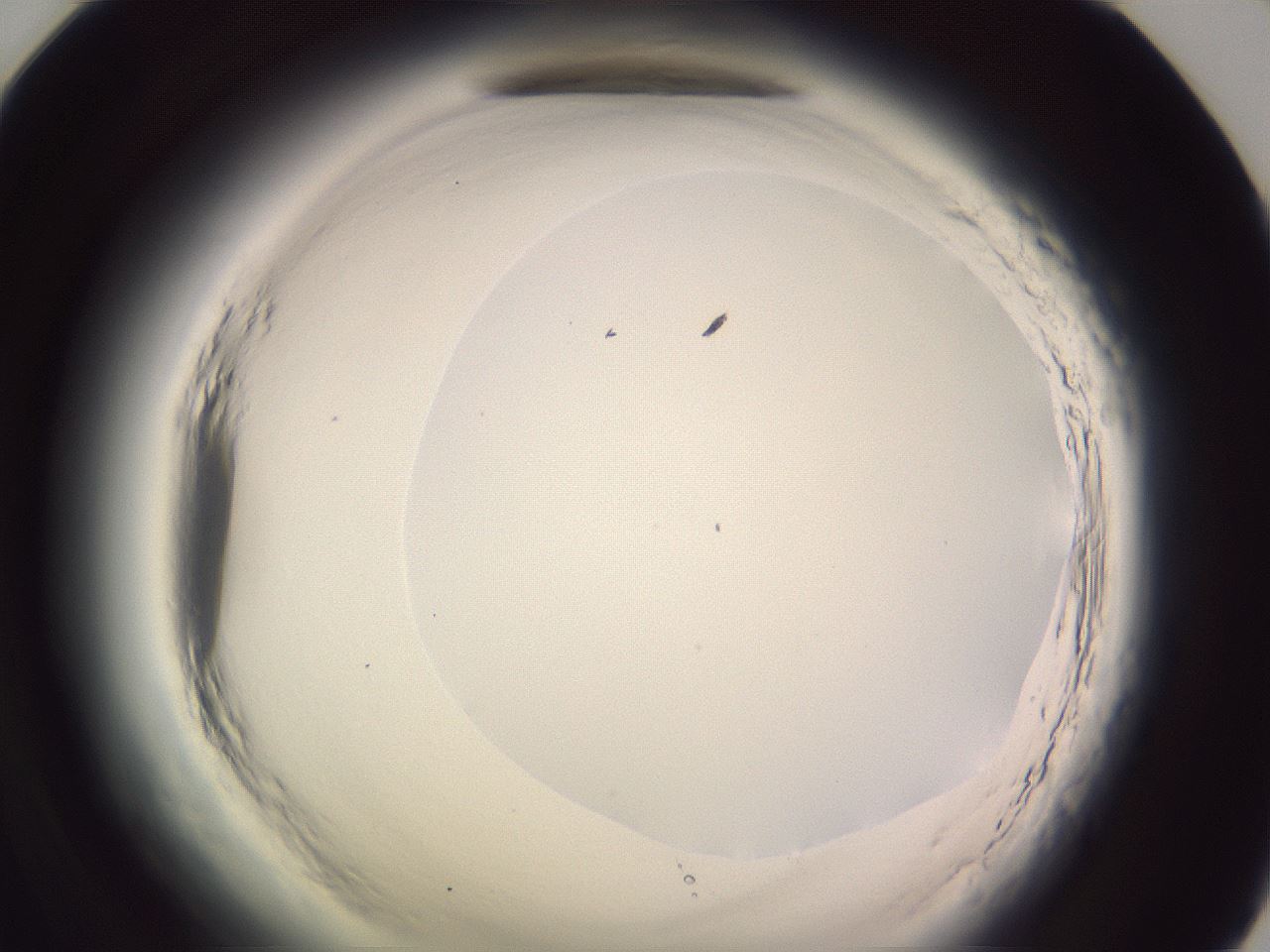 folderID601_plateID2601_batchID13164_wellNum71_profileID1_d1_r199803_ef.jpg