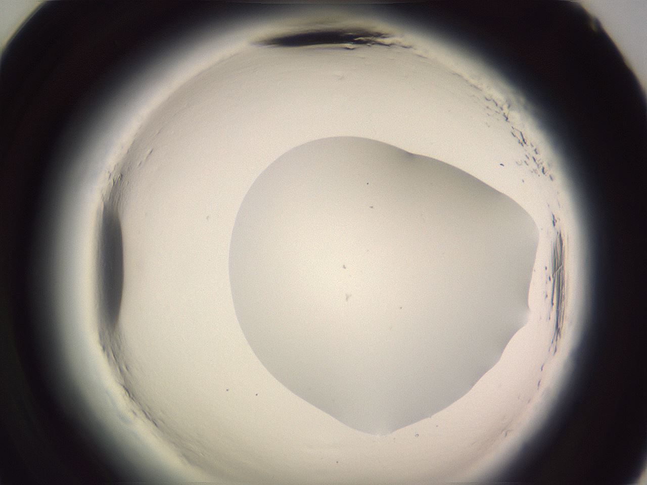 folderID601_plateID2601_batchID13164_wellNum71_profileID1_d2_r199804_ef.jpg