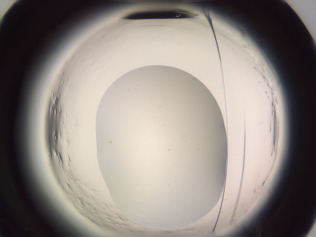 folderID601_plateID2601_batchID13164_wellNum79_profileID1_d2_r199828_ef.jpg