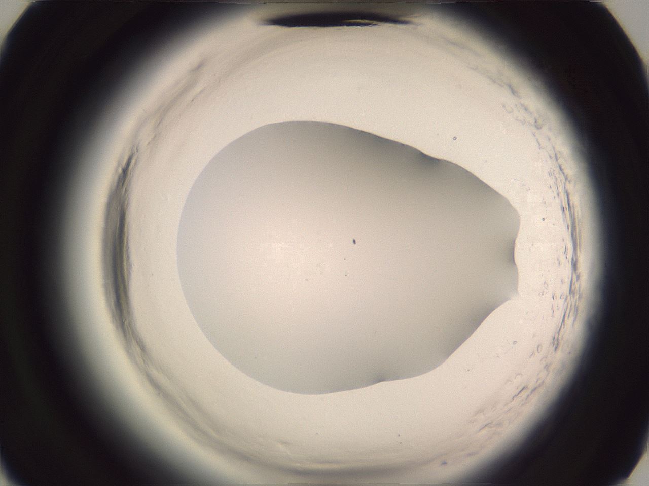 folderID601_plateID2601_batchID13164_wellNum85_profileID1_d2_r199846_ef.jpg