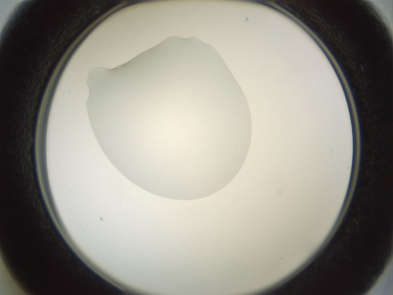 folderID602_plateID1602_batchID6722_wellNum13_profileID1_d2_r104845_ef.jpg