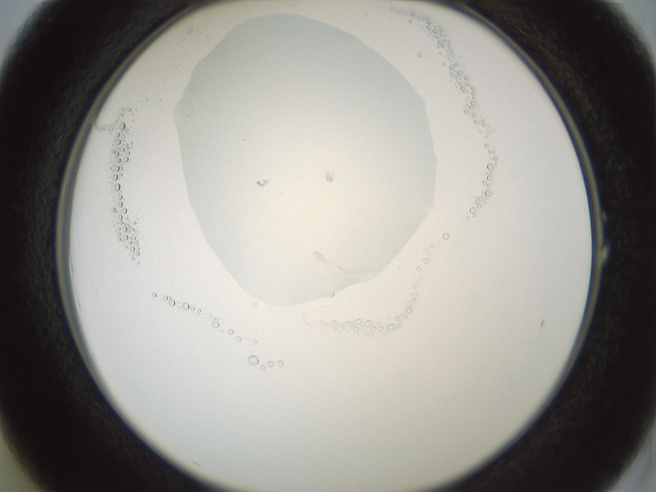 folderID602_plateID1602_batchID6722_wellNum1_profileID1_d2_r104821_ef.jpg