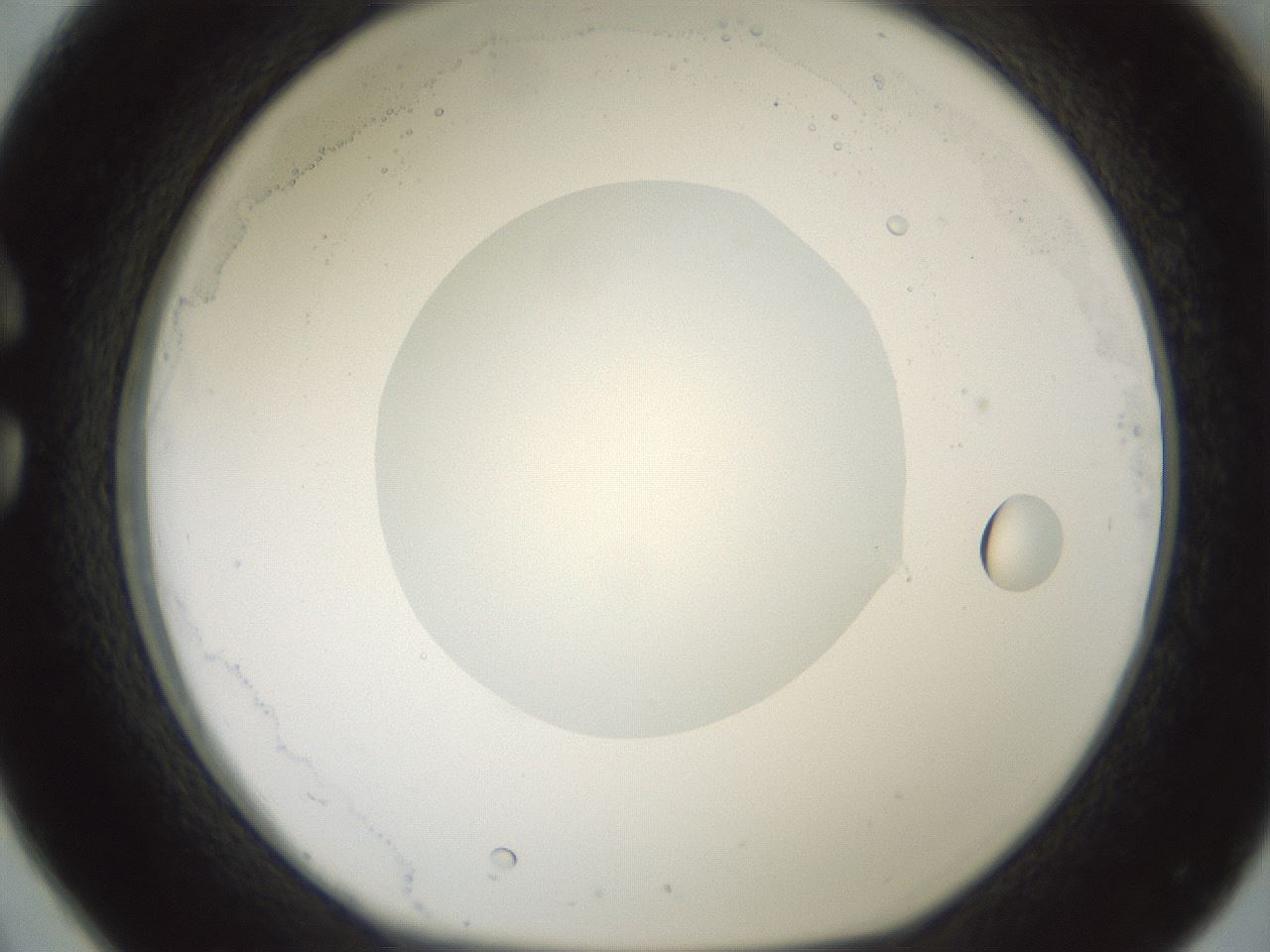folderID602_plateID1602_batchID6722_wellNum26_profileID1_d1_r104870_ef.jpg
