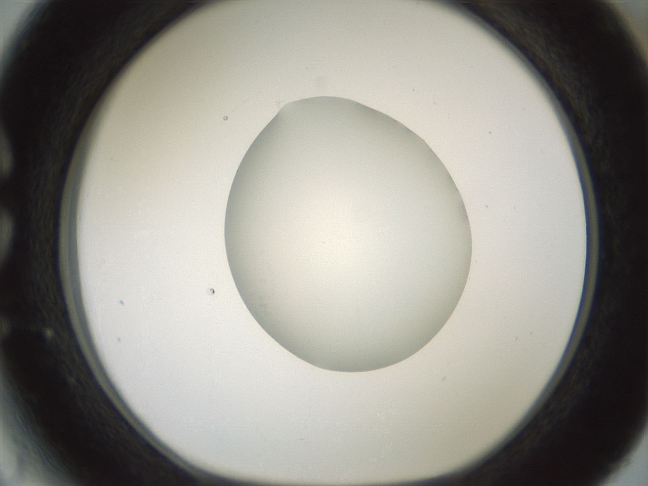 folderID602_plateID1602_batchID6722_wellNum27_profileID1_d1_r104872_ef.jpg