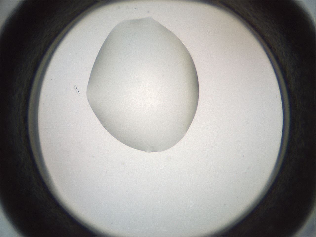 folderID602_plateID1602_batchID6722_wellNum29_profileID1_d2_r104877_ef.jpg