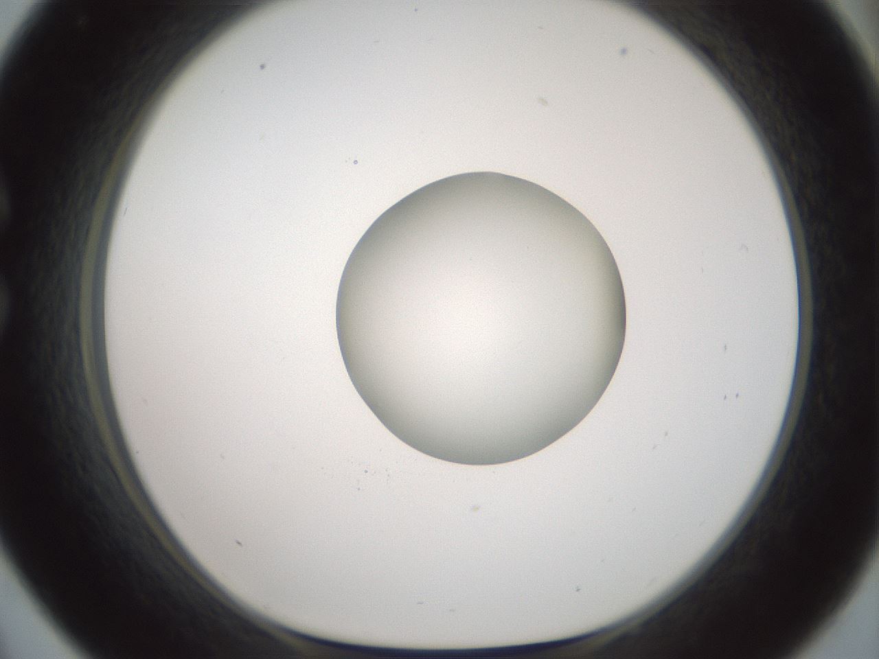 folderID602_plateID1602_batchID6722_wellNum33_profileID1_d1_r104884_ef.jpg