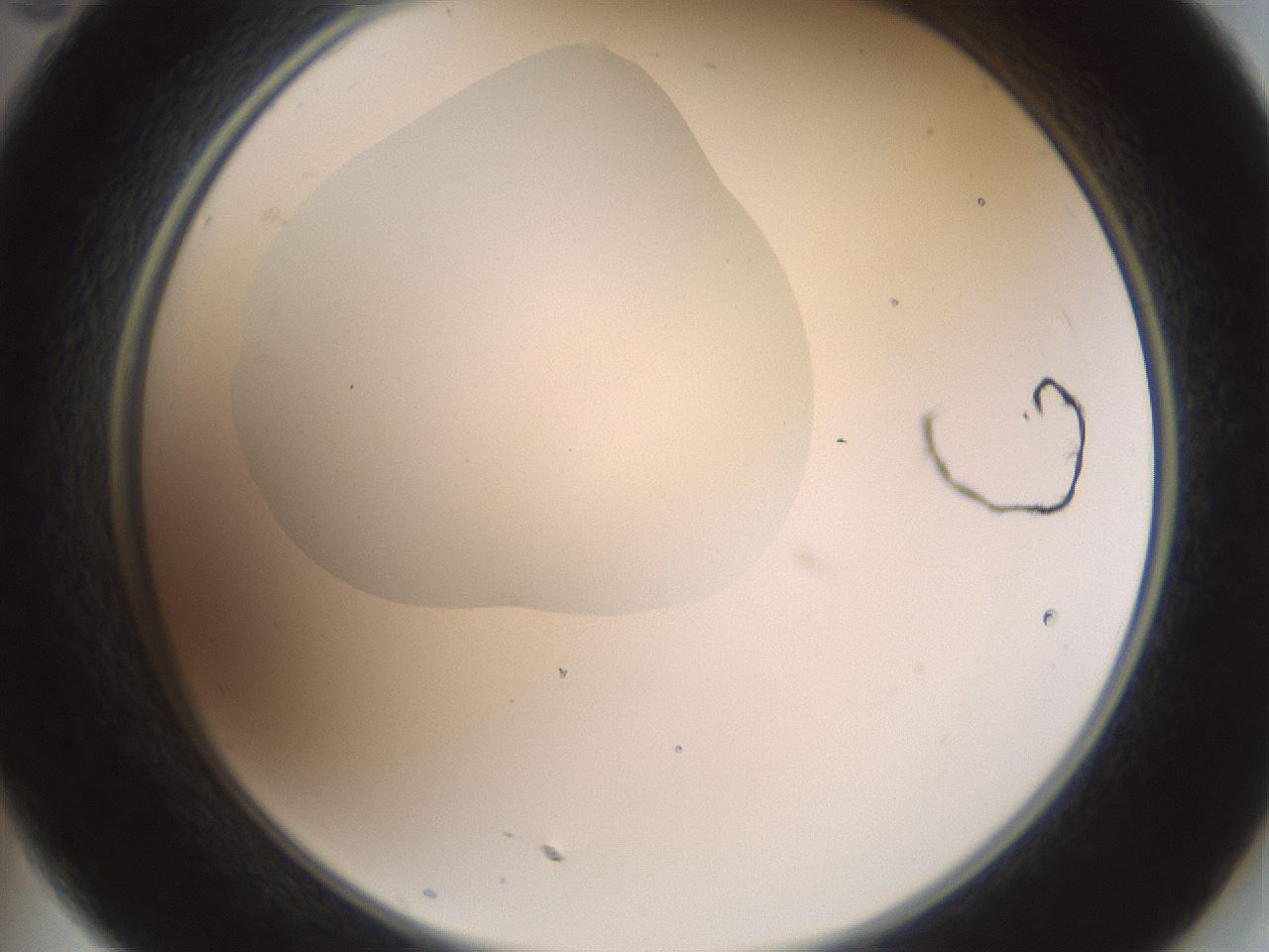 folderID602_plateID1602_batchID6722_wellNum35_profileID1_d2_r104889_ef.jpg