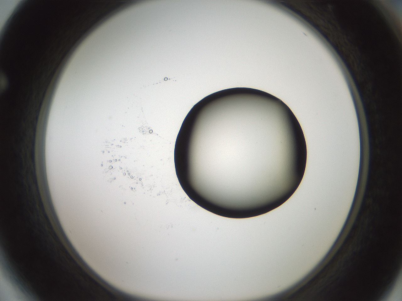 folderID602_plateID1602_batchID6722_wellNum64_profileID1_d1_r104946_ef.jpg