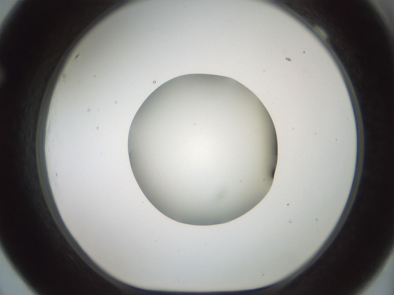 folderID602_plateID1602_batchID6722_wellNum69_profileID1_d1_r104956_ef.jpg