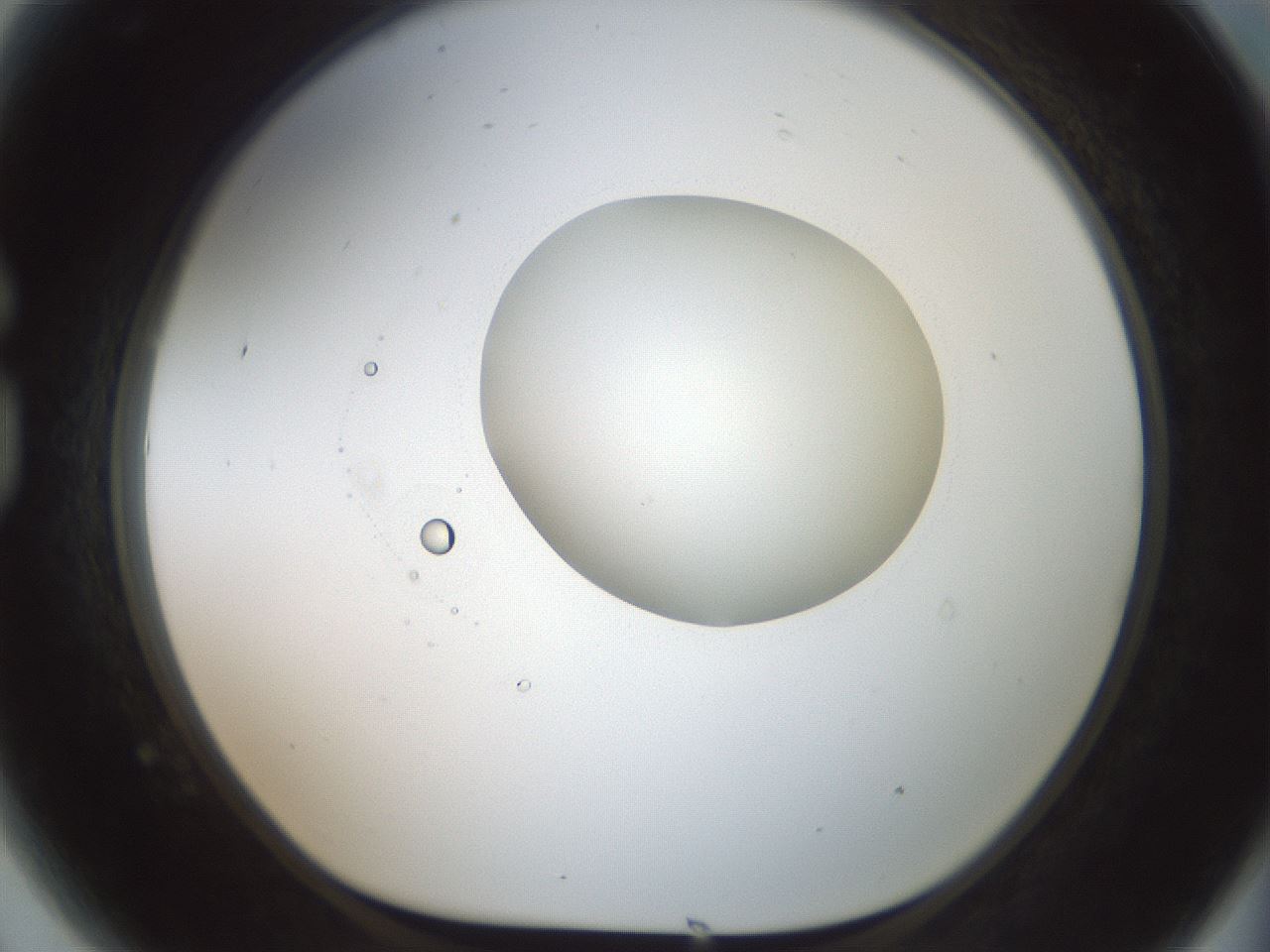 folderID602_plateID1602_batchID6722_wellNum81_profileID1_d1_r104980_ef.jpg