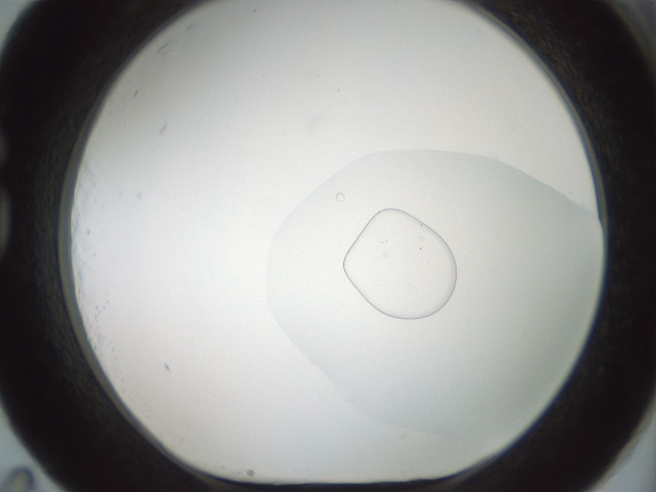 folderID602_plateID1602_batchID6722_wellNum83_profileID1_d1_r104984_ef.jpg