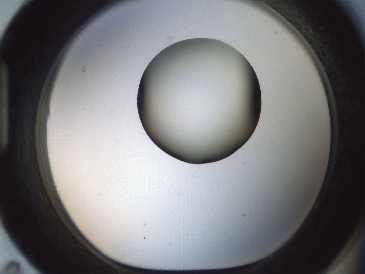 folderID602_plateID1602_batchID6722_wellNum95_profileID1_d1_r105008_ef.jpg