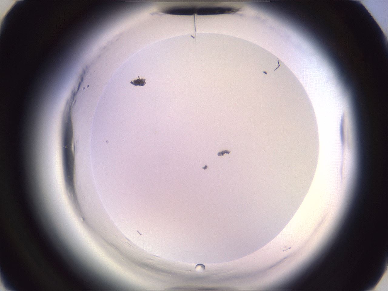 folderID602_plateID2602_batchID13166_wellNum26_profileID1_d3_r200534_ef.jpg