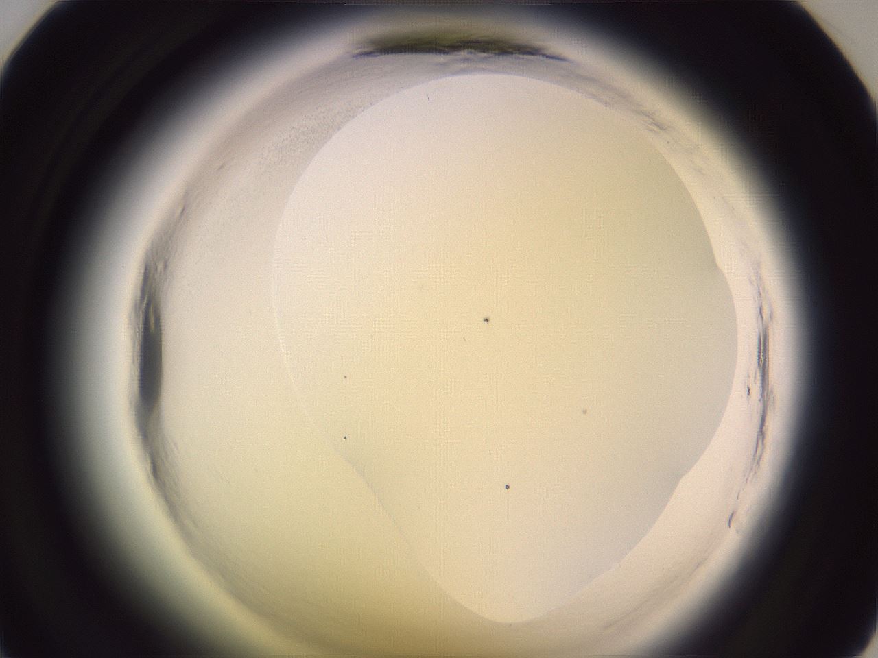 folderID602_plateID2602_batchID13166_wellNum35_profileID1_d1_r200559_ef.jpg