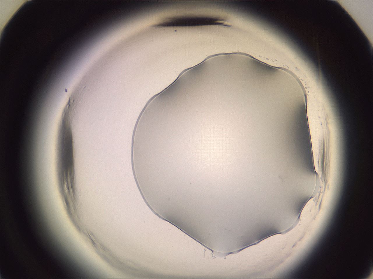 folderID602_plateID2602_batchID13166_wellNum36_profileID1_d3_r200564_ef.jpg